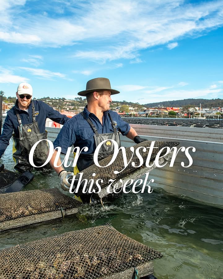 Featured image for “Fresh Sydney Rock Oysters from Wheeler’s Oyster Farm: A New Delight at Tura Beach Country Club”