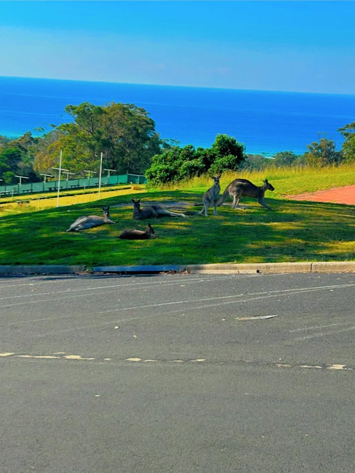 Featured image for “Beautiful Views at Tura Beach Country Club”