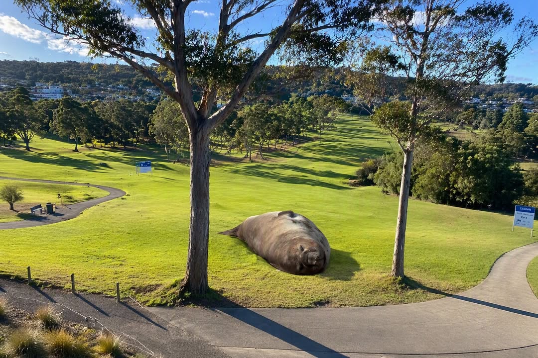 Featured image for “Neil the Seal Visits Tura Beach Country Club Golf Course”